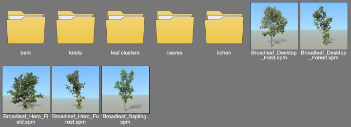 Speedtree 8 Sample Broadleaf Family